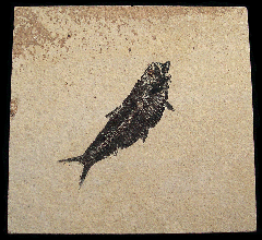 Knightia eocaena fossil fish for sale | Buried Treasure Fossils