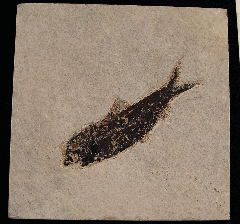 Knightia eocaena - a Herring-like fish for sale | Buried Treasure Fossils