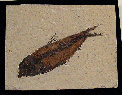 Knightia eocaena - a Herring-like fish for sale | Buried Treasure Fossils