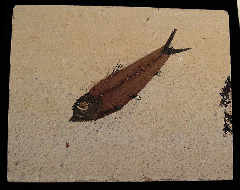 Knightia eocaena - a Herring-like fish for sale | Buried Treasure Fossils