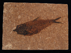 Knightia eocaena - a Herring-like fish for sale | Buried Treasure Fossils