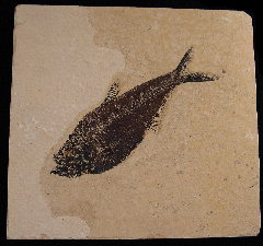 Diplomystus fish - X479d | Buried Treasure Fossils