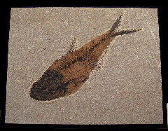 Quality Fossil fish for sale - Diplomystus- wall hanging | Buried Treasure Fossils