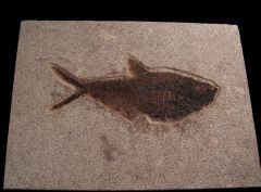 Large Diplomystus fish for sale | Buried Treasure Fossils