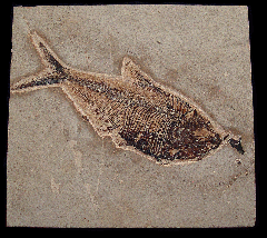 Quality Fossil fish for sale - Diplomystus- wall hanging | Buried Treasure Fossils