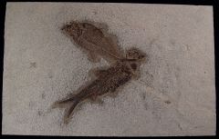 Top quality Fossil fish for sale - Diplomystus dentatus | Buried Treasure Fossils