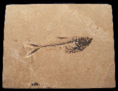 Green River Fossil fish for sale | Buried Treasure Fossils