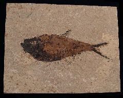 Green River Fossil fish for sale | Buried Treasure Fossils