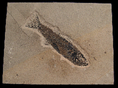 Mioplosus labracoides