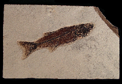 Mioplosus labracoides fossil fish for sale | Buried Treasure Fossils