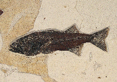 Mioplosus labracoides fossil fish for sale | Buried Treasure Fossils