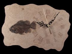 Cockereillites Fossil fish with clock for sale | Buried Treasure Fossils