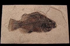 Green River Fm. fossil fish for sale | Buried Treasure Fossils