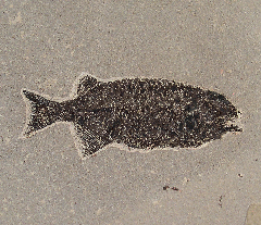 Top Quality Fossil fish for sale - Phareodus | Buried Treasure Fossils