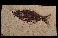 Mioplosus labracoides fossil fish | Buried Treasure Fossils