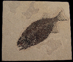 Top Quality Fossil fish for sale - Phareodus | Buried Treasure Fossils