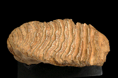 Columbian Mammoth tooth | Buried Treasure Fossils