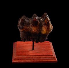 Top Quality Mastodon tooth for sale | Buried Treasure Fossils