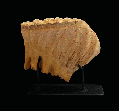 Woolly Mammoth tooth from New Mexico | Buried Treasure Fossils