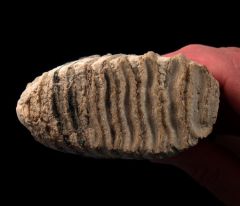 European Woolly Mammoth tooth for sale | Buried Treasure Fossils