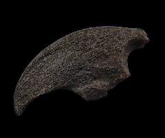 Megalonyx hand claw for sale | Buried Treasure Fossils