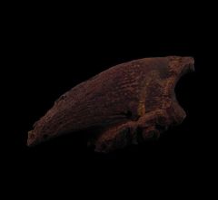 Paramylodon sloth claw for sale | Buried Treasure Fossils