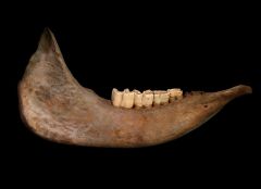 Woolly Rhinoceros jaw for sale | Buried Treasure Fossils