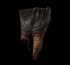 Woolly Rhinoceros tooth for sale | Buried Treasure Fossils