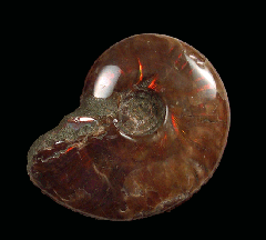 Large Madagascar red flash ammonite for sale | Buried Treasure Fossils