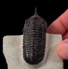 Morroconites trilobite for sale | Buried Treasure Fossils