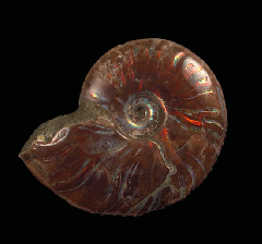 Cheap red flash ammonite for sale | Buried Treasure Fossils