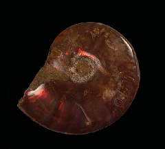 Cheap red flash polished ammonite for sale | Buried Treasure Fossils