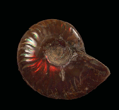 Cheap Madagascar red flash ammonite for sale | Buried Treasure Fossils