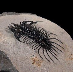 Quadrops flexuosa trilobite | Buried Treasure Fossils