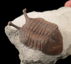 Asaphus kowalewskii trilobite | Buried Treasure Fossils