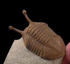 Asaphus kowalewskii – Russian trilobite | Buried Treasure Fossils