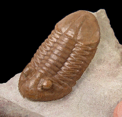 Big Russian trilobite for sale | Buried Treasure Fossils