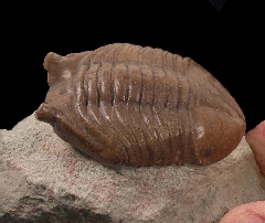 Russian Asaphus trilobite for sale | Buried Treasure Fossils 