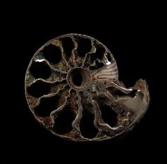 Pyrite ammonite for sale | Buried Treasure Fossils