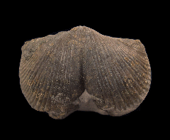 Pyritized Devonian brachiopod for sale | Buried Treasure Fossils