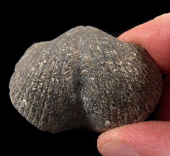 Pyritized Devonian brachiopod for sale | Buried Treasure Fossils