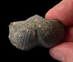 Pyritized Devonian brachiopod for sale | Buried Treasure Fossils