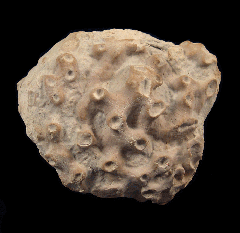 Fossil Sponge  | Buried Treasure Fossils