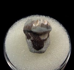 Lagarodus tooth for sale | Buried Treasure Fossils