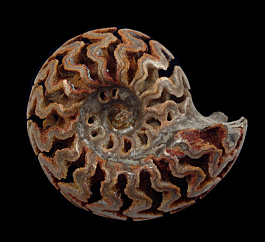 Cheloniceras albien ammonite | Buried Treasure Fossils