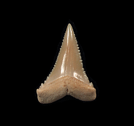 Great White juvenile shark tooth for sale | Buried Treasure Fossils