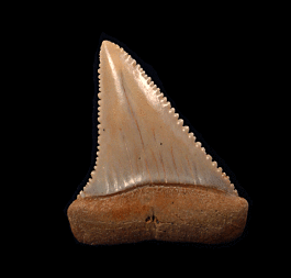 Perfect Chilean Great White tooth for sale | Buried Treasure Fossils