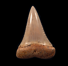 Great White tooth from Chile | Buried Treasure Fossils