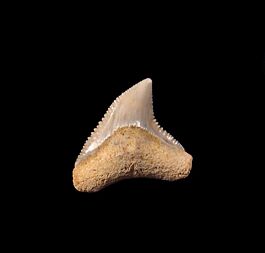 Carcharhinus leucas tooth for sale | Buried Treasure Fossils