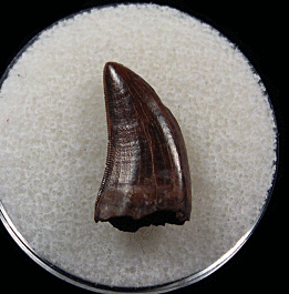 Cheap Nanotyrannus tooth for sale | Buried Treasure Fossils